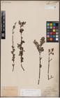Foto von Salix aurita L.